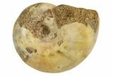 Jurassic Ammonite Fossil - Sakaraha, Madagascar #251305-1